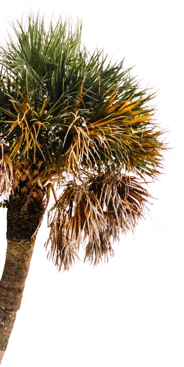 palm tree